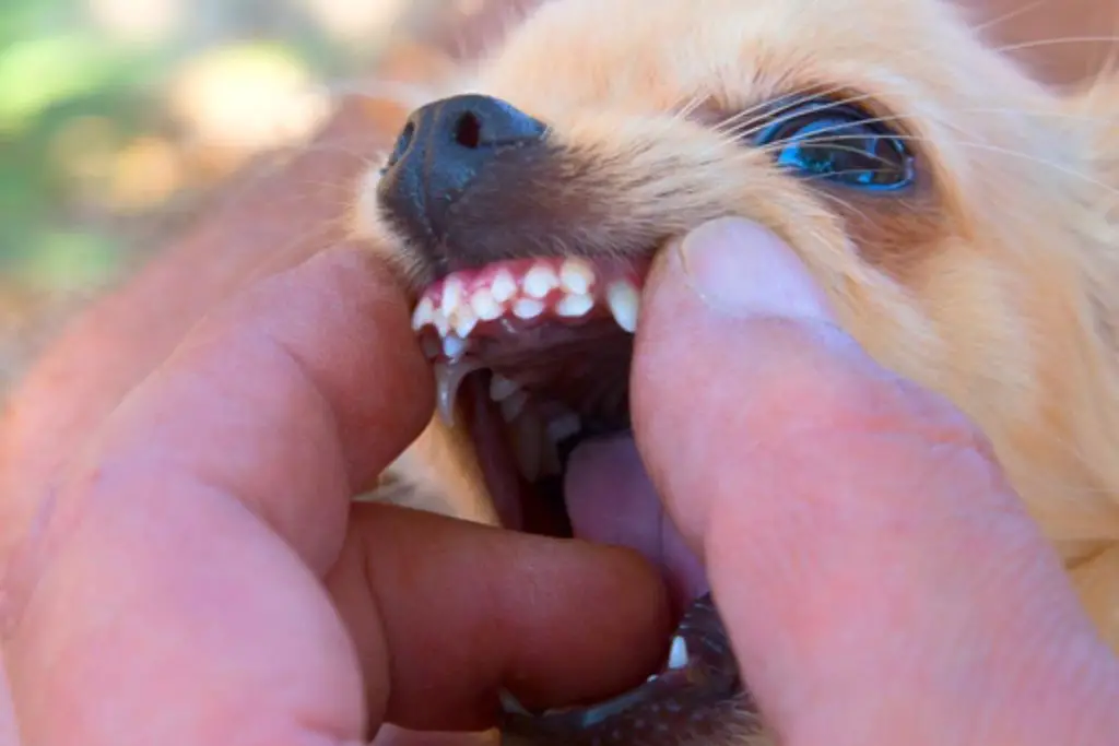 um cão da raça lulu da pomerânia com uma pessoa mostrando seus dentes.