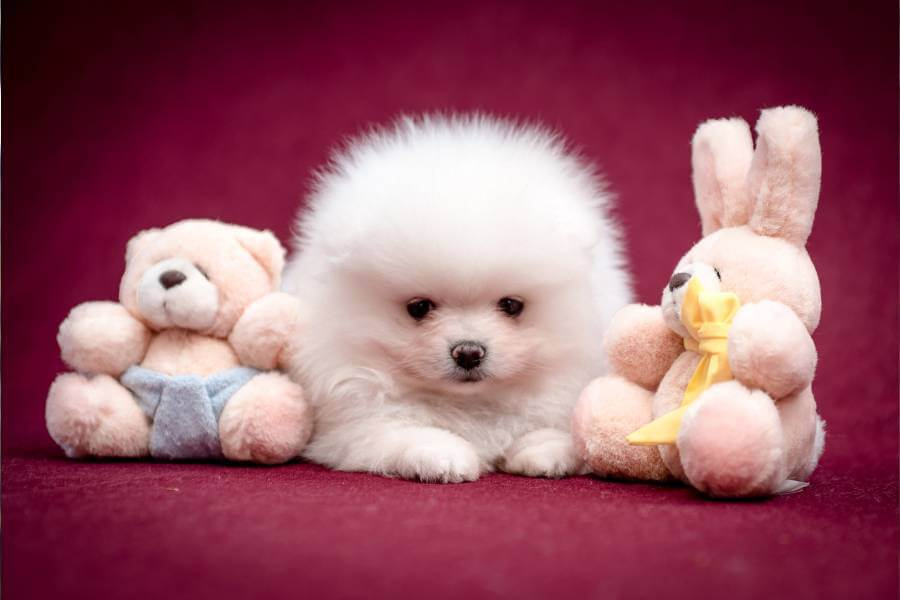 um cão filhote da raça lulu da pomerânia na pelagem branca deitado ao chão com dois ursinhos de pelúcia ao lado dele.