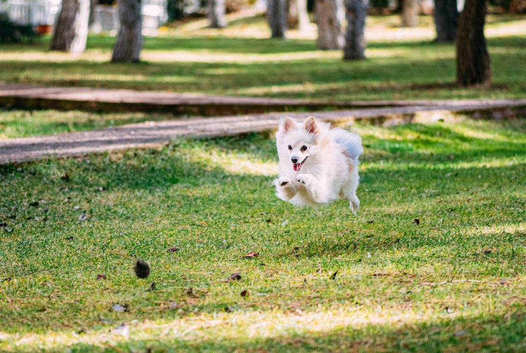 um cachorro da raça lulu da pomerânia correndo em um parque com jardim e árvores.