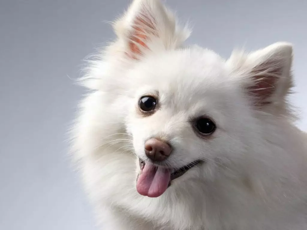 um cão da raça lulu da pomerânia com pelagem branca.