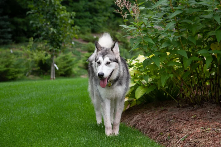 um cão da raça malamute do alasca em um gramado com jardim.