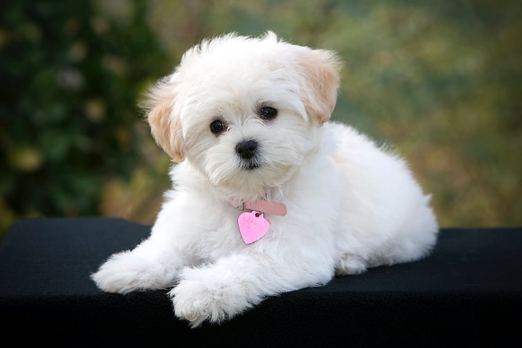 um filhote de cachorro da raça maltes com uma coleira rosa de coração.