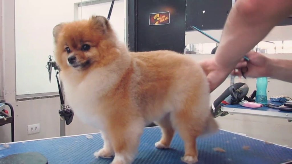 cachorro da raça lulu da pomerânia em um pet shop sendo tosado.