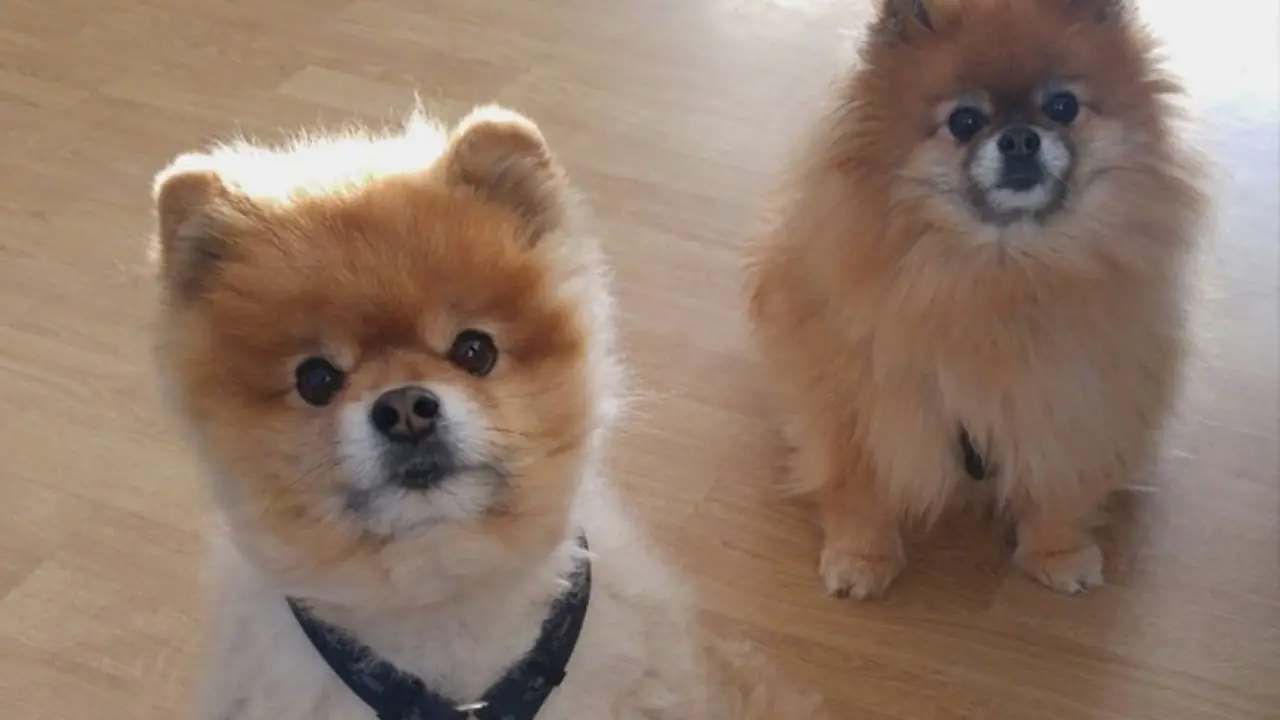 dois cães da raça lulu da pomerânia sentados., um deles com uma coleira preta.