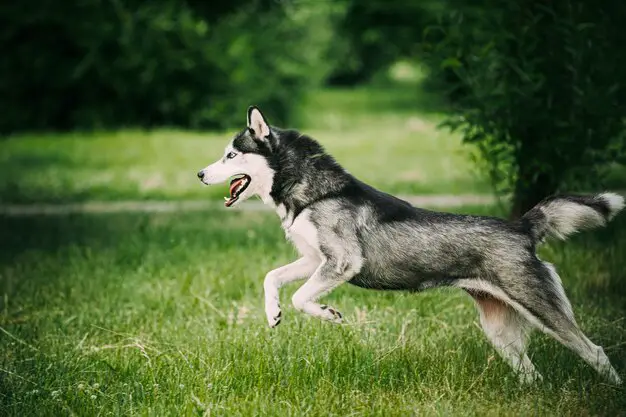 cachorro da raça husky siberiano na pelagem nas cores preto e branco com olhos calros correndo em um campo verde.