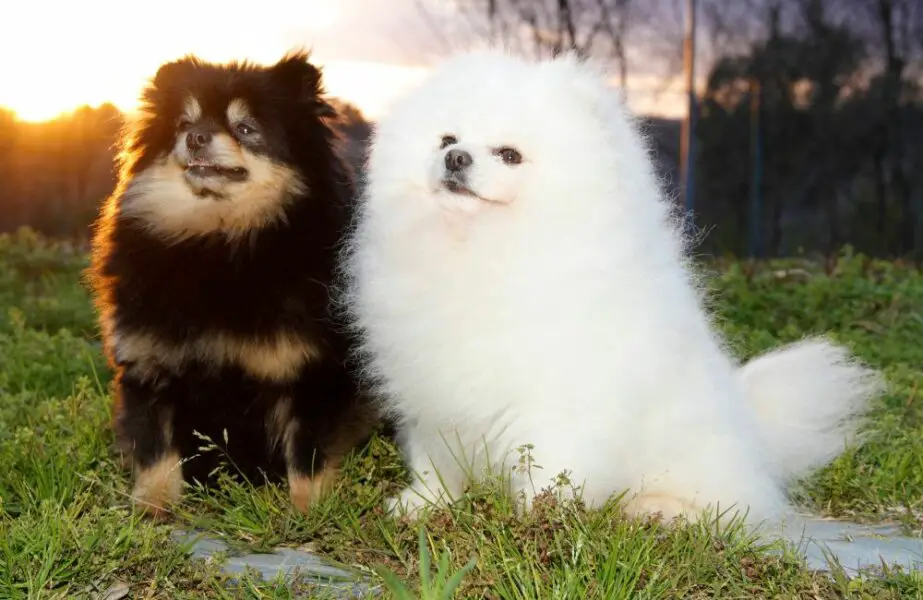 dois cães da raça lulu da pomerânia sendo um com pelagem branca e outro preta com bege sentados em um gramado.