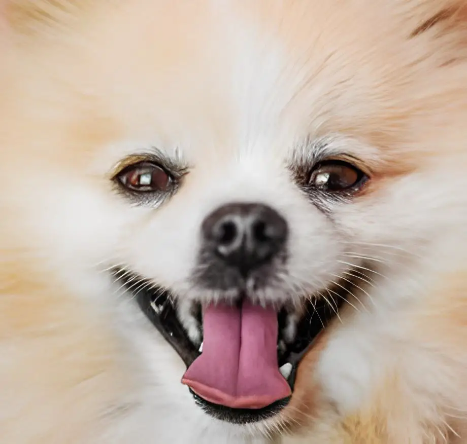 um cão da raça lulu da pomerânia.