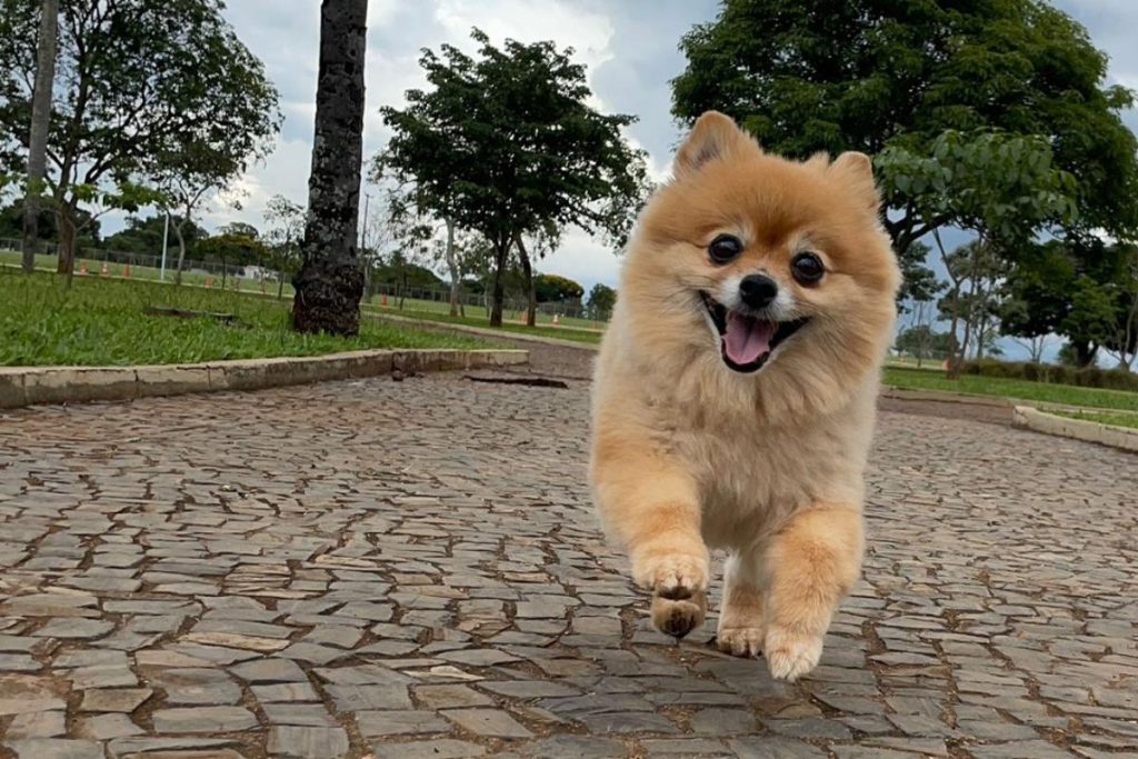 cachorro da raça lulu da pomerânia correndo em um parque aberto.