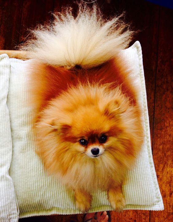 um cão da raça lulu da pomerânia deitado descansando em cima de um travesseiro no chão.