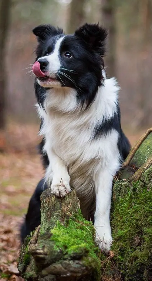 um cão da raça border collie em cima de um tronco de árvore.