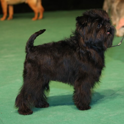 um cão da raça affenpinsher com uma coleira.