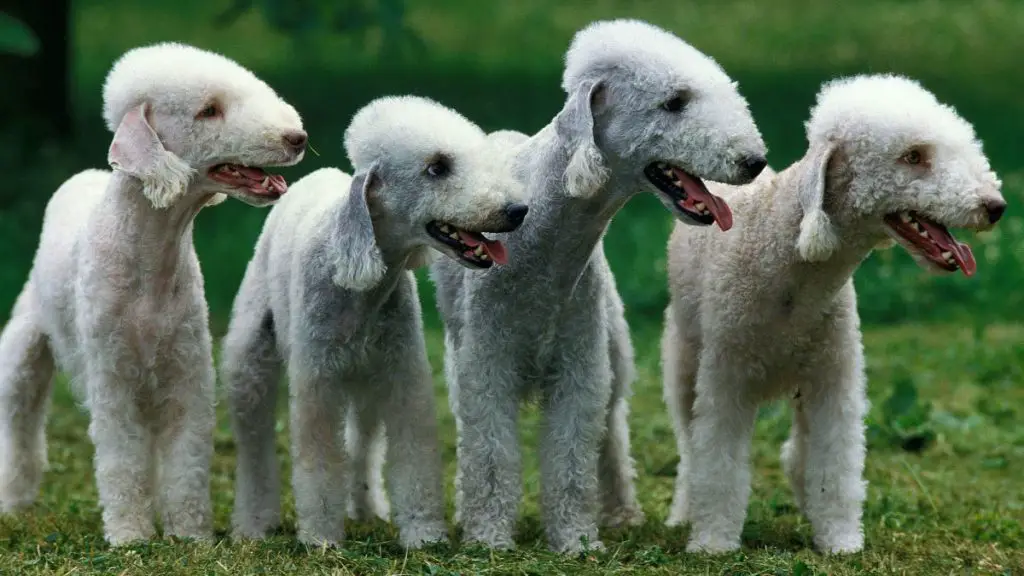 Quatro cães da raça Bedlington Terrier em um gramado.