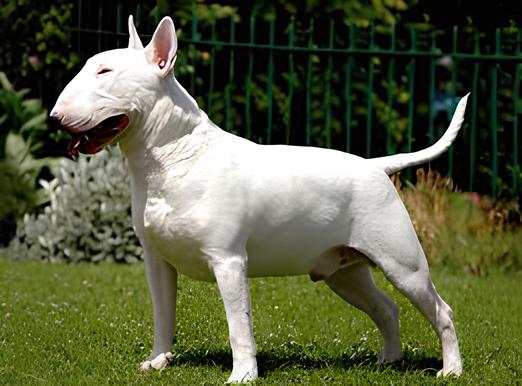 um cão da raça Bull Terrier na cor branca em um jardim em um dia de sol.