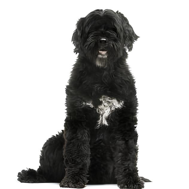 um cão da raça cão d´água portugues sentado.