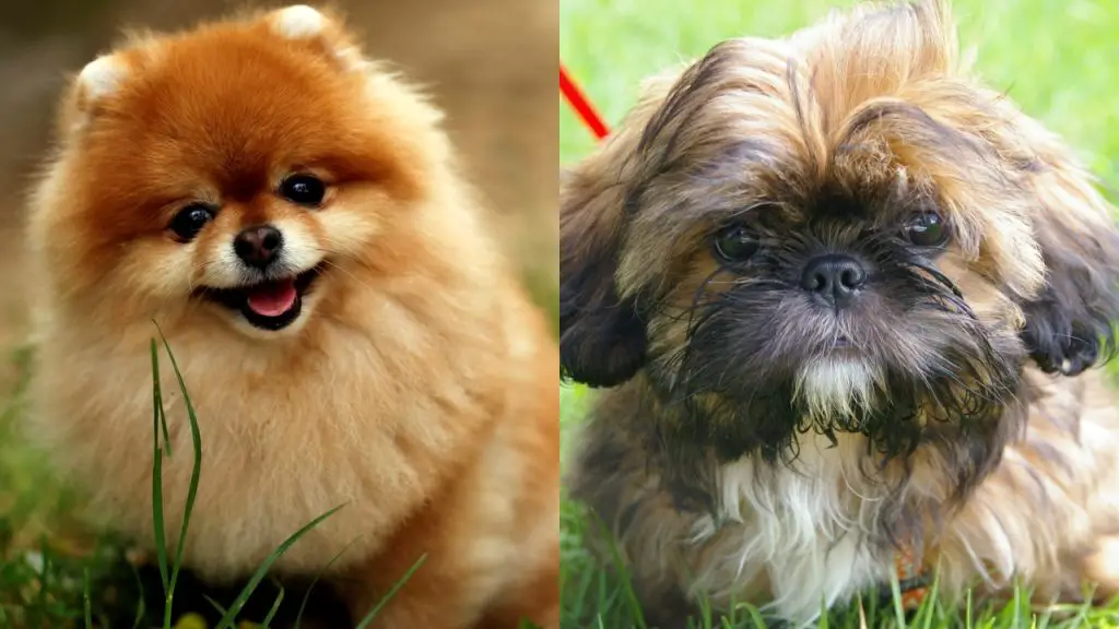 dois cachorros filhotes das raças shih tzu e lulu da pomerânia em cima de grama.