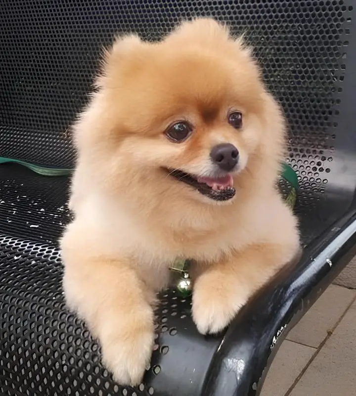 um cão da raça lulu da pomerânia sentado em uma cadeira.