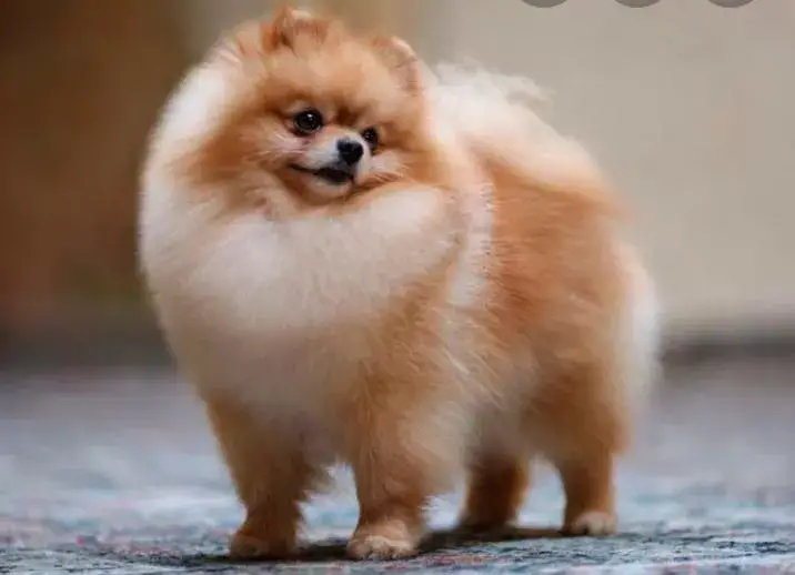 um cão da raça lulu da pomerânia na pelagem bege e branco.
