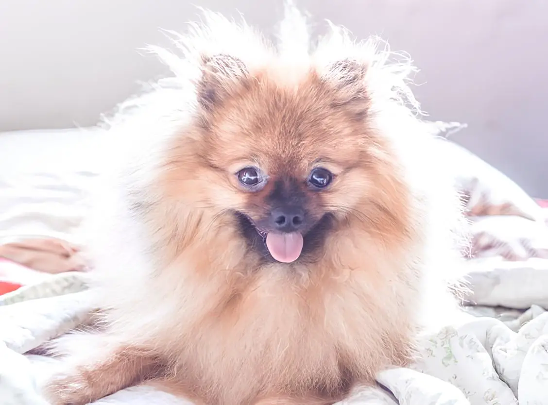 um cão da raça lulu da pomerânia com língua de fora deitado em cima de uma cama.