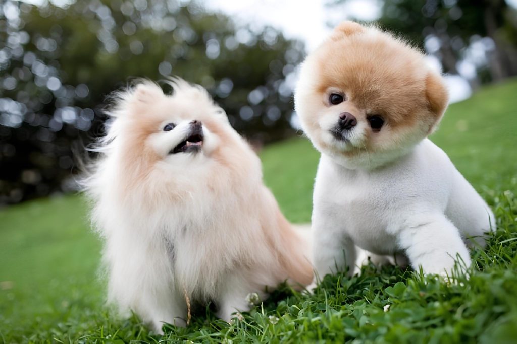 dois cães da raça lulu da pomerânia sentados em um gramado.