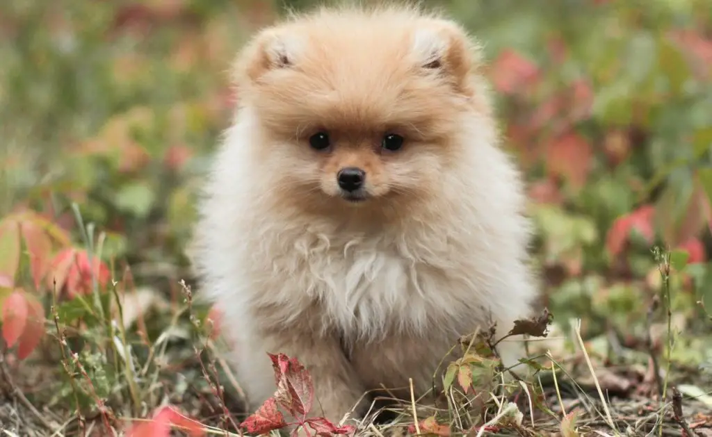 um cão da raça lulu da pomerânia em um gramado com folhas secas ao chão.