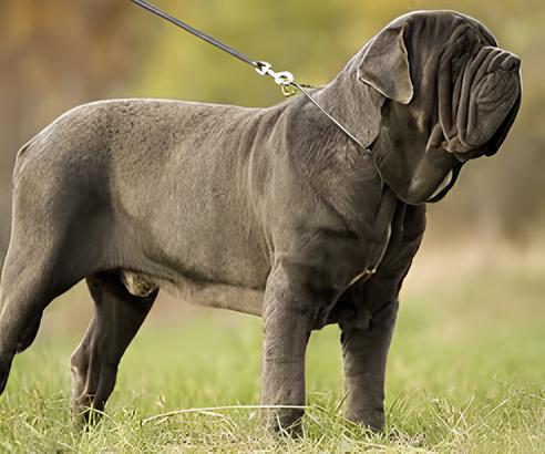 um cão da raça mastim napolitano em um gramado com uma coleira.
