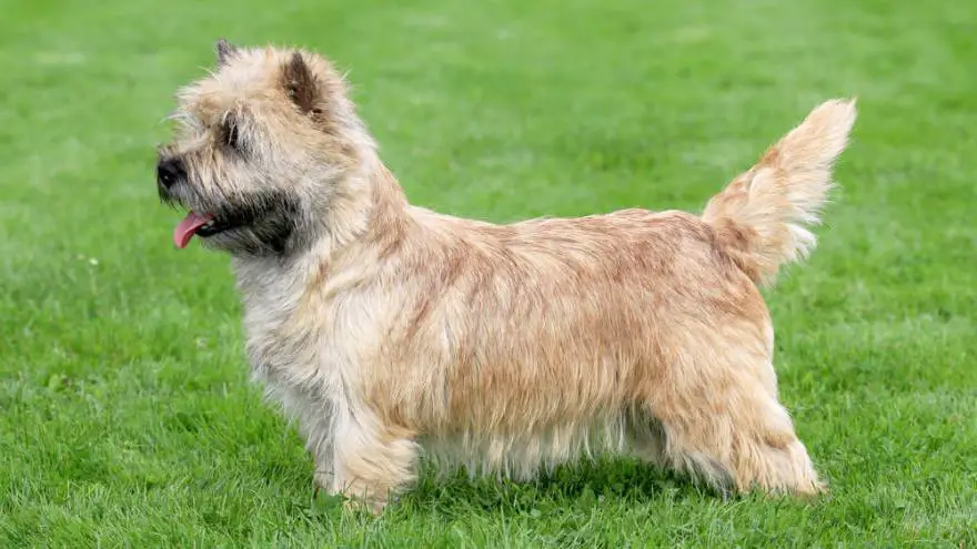 um cão da raça norwich terrier em um gramado.