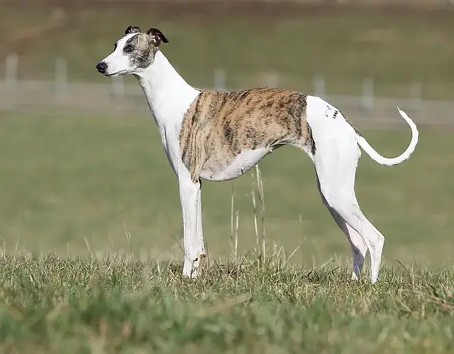 cão da raça whippet em pé em um gramado em um dia ensolarado.