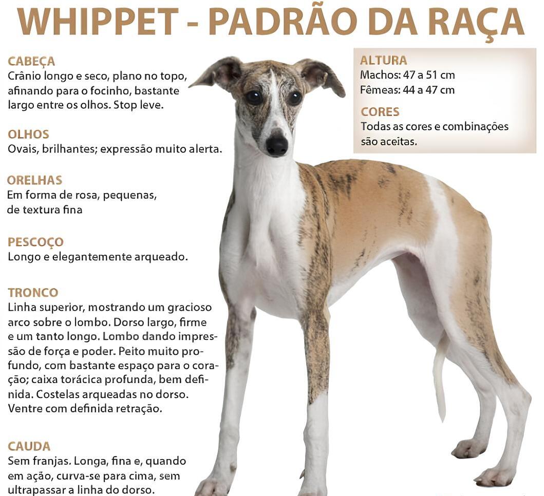 imagem de um cão da raça whippet com descrição detalhada dos padrões da raça.