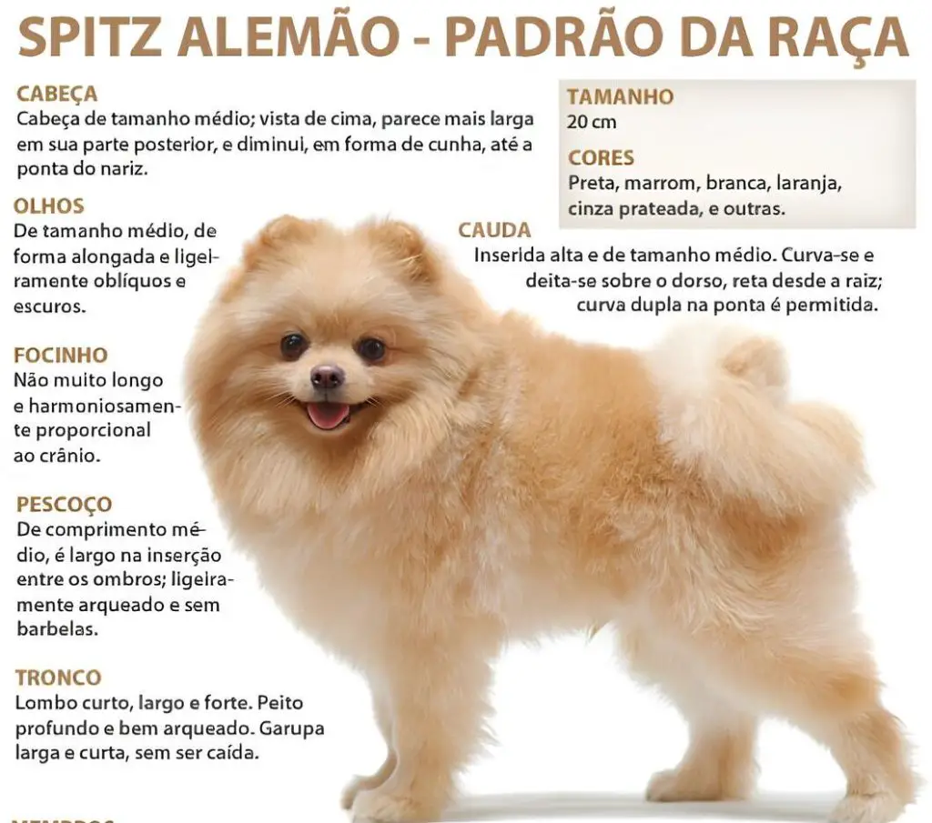 foto de um cão da raça lulu da pomerânia com padrões da raça especificado.