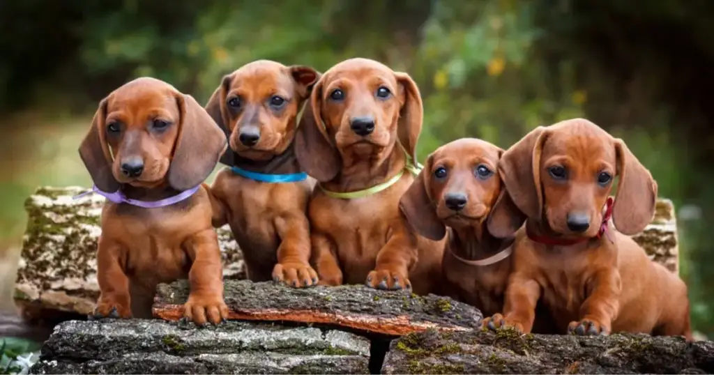 cinco filhotes de cães da raça Dachshund em cima de troncos de árvores, todos com fitas em seus pescoço.