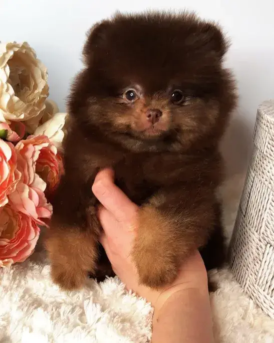 um cão da raça lulu da pomerânia sendo segurado na mão por uma pessoa para tirar foto, ao lado dele algumas rosas.