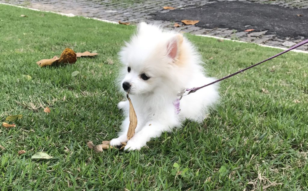 um cão da raça lulu da pomerânia deitado e em um gramado.