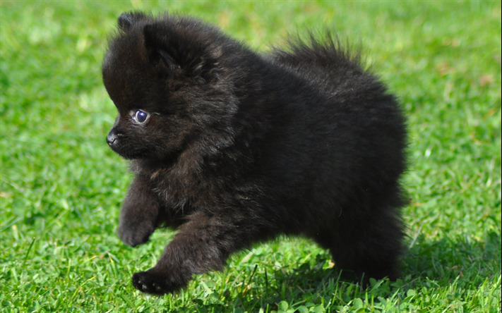 um cachorro filhote da raça lulu da pomerânia na pelagem preta correndo em um gramado.