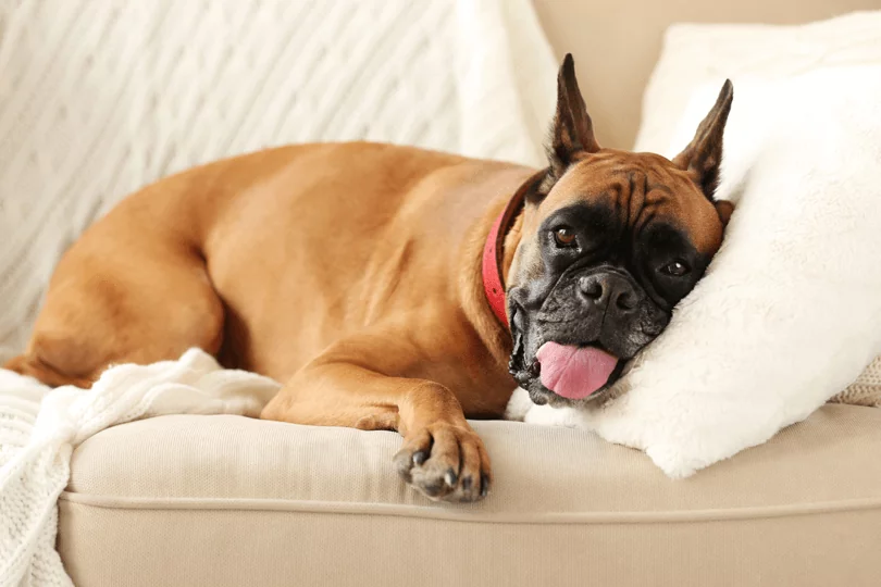 um cão da raça boxer com uma coleira na cor vermelha deitado em um travesseiro da cor branca