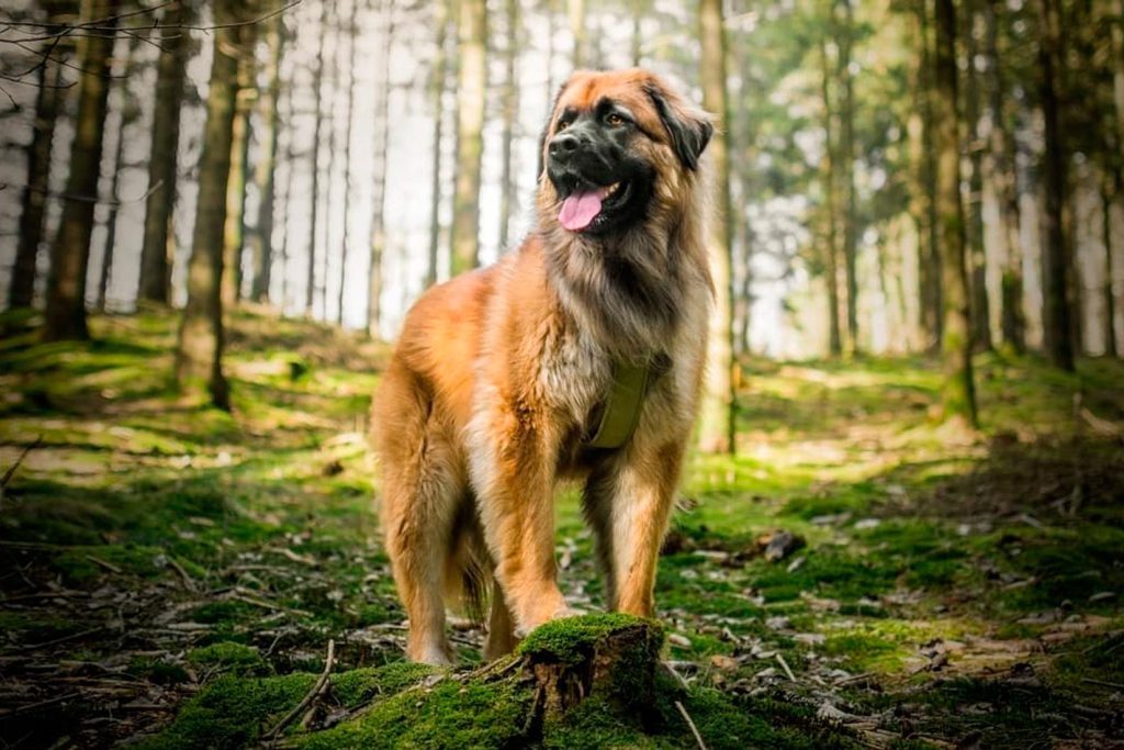 um cachorro da raça cão da serra da estrela em um bosque.