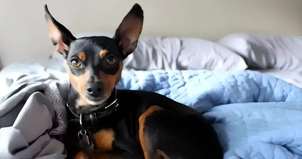 um cão da raça pinsher miniatura deitado em cima de uma cama com edredons azuis.
