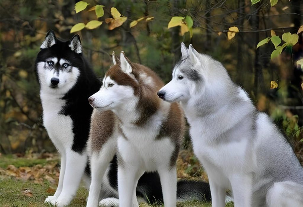 três cachorros da raça husky siberiano, sendo um com pelagem preto e branco, marrom e branco e cinza e branco, com olhos claros, sentados em um campo com árvores .