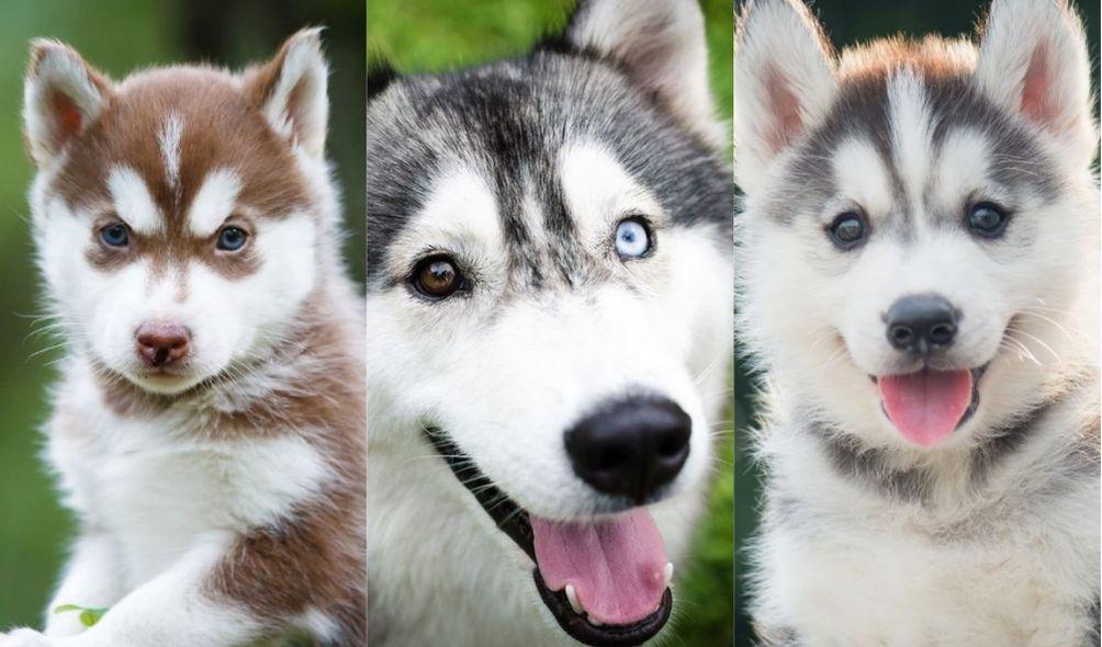 três cachorros da raça husky siberianos de pelagens diferentes e cor dos olhos também.
