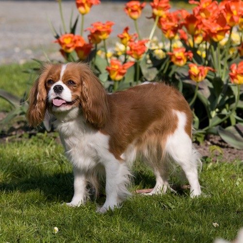 um cão da raça King Charles em um jardim com grama e flores.