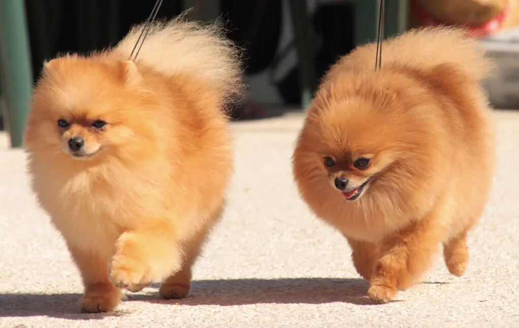 dois cachorros da raça lulu da pomerania com coleiras passeando na rua.