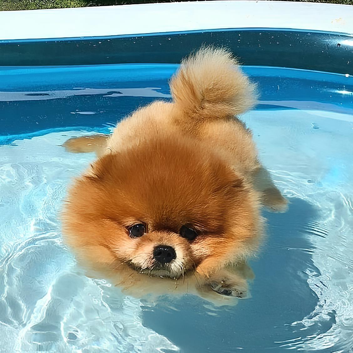 um cão da raça lulu da pomerânia em um piscina brincando.