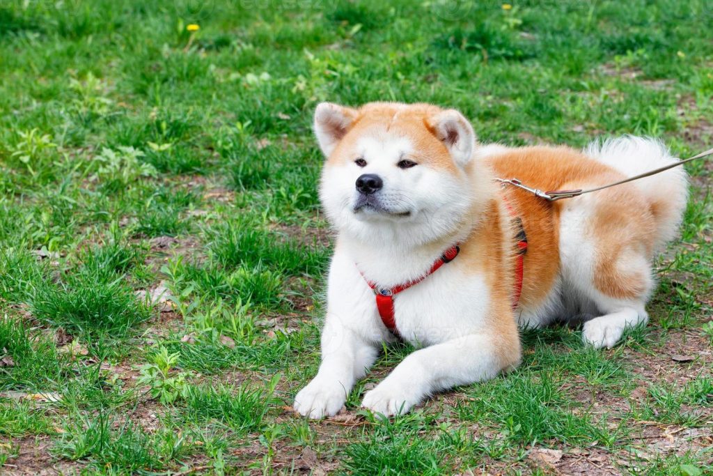 cachorro da raça akita inu deitado em uma grama com uma guia de passeio vermelha.