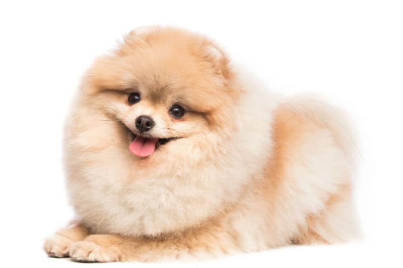 um cão da raça lulu da pomerânia deitado com linguinha de fora.