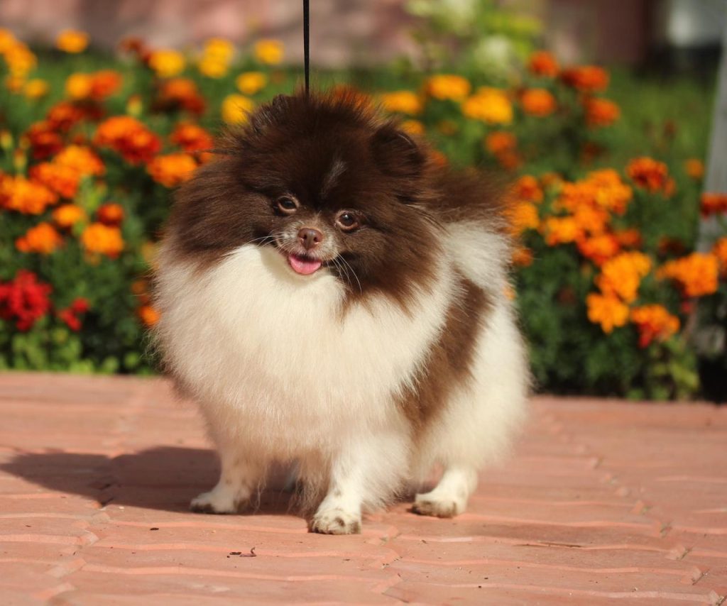 um cão da raça lulu da pomerânia em uma calçada com flores atrás dele em um dia de sol.