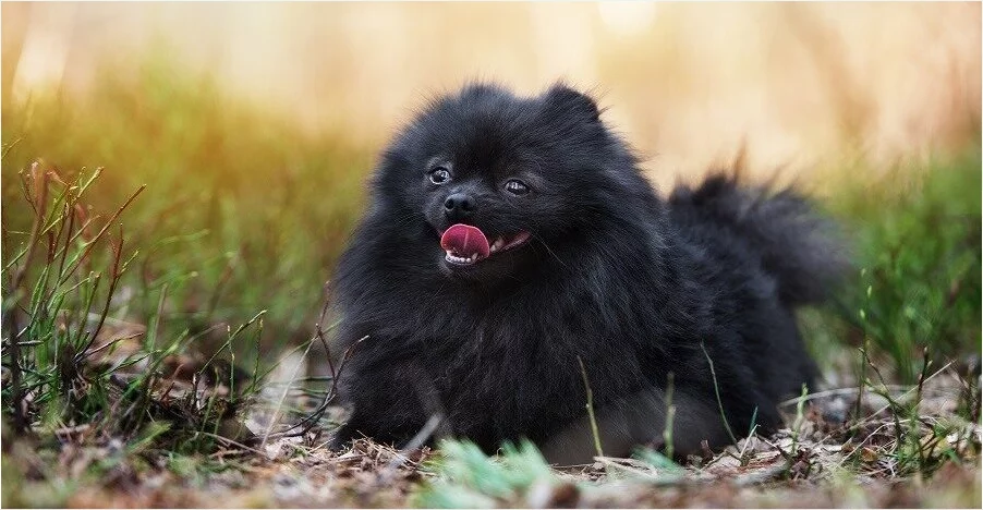 um cão da raça lulu da pomerânia na pelagem preta brincando em um gramado.