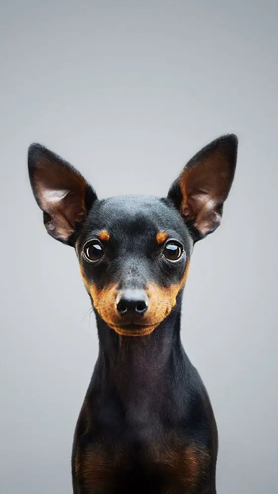 um cão da raça pinhser miniatura.