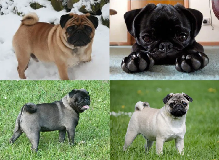 quatro cachorros da raça Pug de pelagem em cores diferentes
