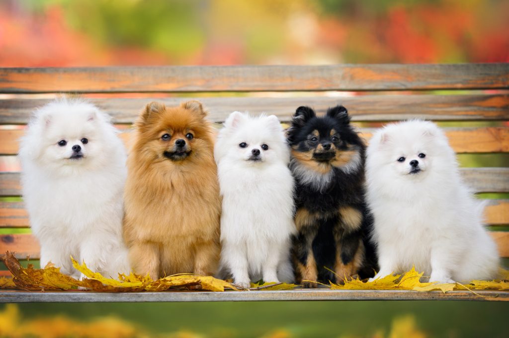 cinco cachorros da raça lulu da pomerânia sentados em um banco de madeira em um espaço aberto. Todos eles com pelos de cores diferentes.