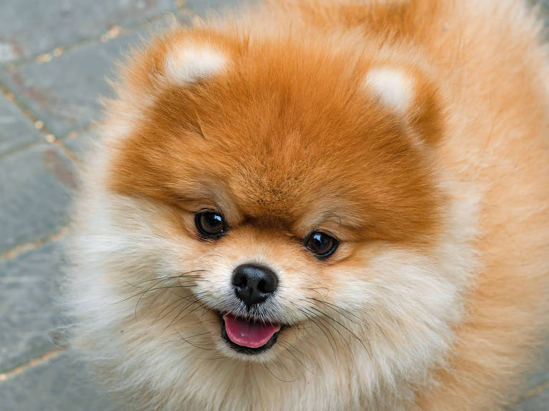 um cachorro da raça lulu da pomerânia na pelagem clara.