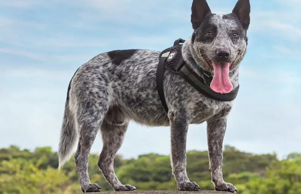 um cão da raça boiadeiro australiano com uma guia de passeio preta em cima de uma pedra em um dia de sol.